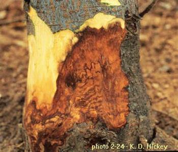 پوسیدگی طوقه ی سیب